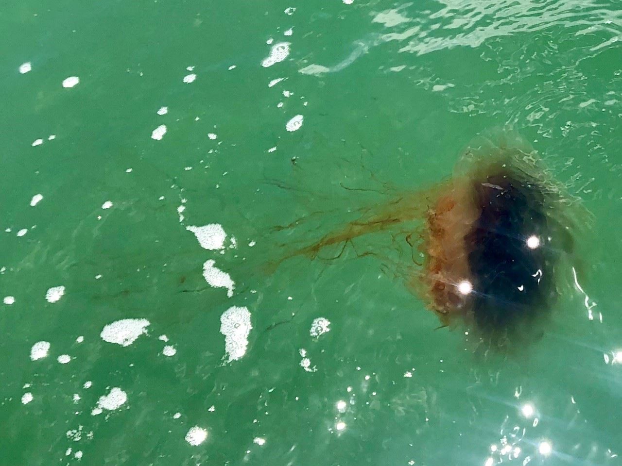 Lions Mane Jellyfish
